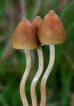  Magic Mushrooms